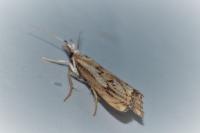 Catoptria falsella