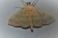 Idaea biselata