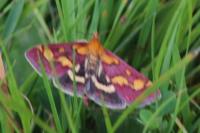 Pyrausta purpuralis