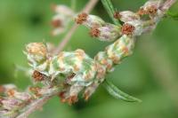 Cucullia absinthii