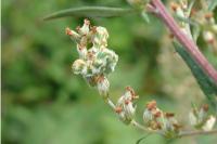Cucullia absinthii