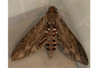 Agrius convolvuli