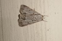 Acronicta psi/tridens
