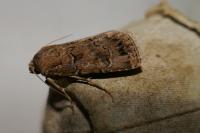 Agrotis bigramma