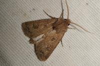 Agrotis bigramma