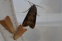 Agrotis ipsilon