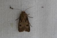 Agrotis exclamationis exclamationis