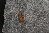 Agrotis puta