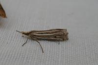 Ancylolomia tentaculella