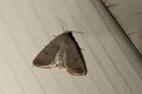 Caradrina flavirena
