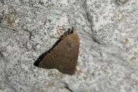 Caradrina flavirena