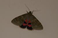 Catocala elocata