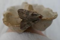 Catocala optata