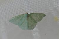Hemistola chrysoprasaria