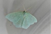 Hemistola chrysoprasaria