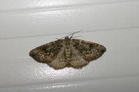 Cleorodes lichenaria