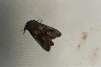 Dendrolimus pini pini