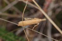 Pediasia luteella