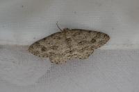 Ectropis crepuscularia