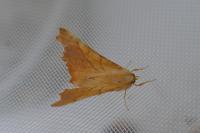 Ennomos fuscantaria