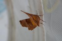 Selenia lunularia