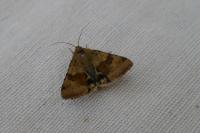 Heliothis viriplaca