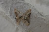Idaea filicata