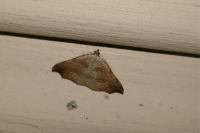 Laspeyria flexula