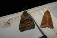 Lymantria dispar