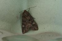 Mamestra brassicae