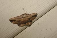 Menophra abruptaria