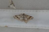 Macaria alternata