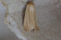Mythimna pallens