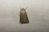 Mythimna riparia