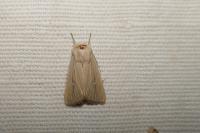 Mythimna sicula