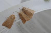 Mythimna vitellina