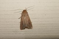 Mythimna unipuncta