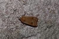 Noctua pronuba