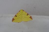 Opisthograptis luteolata