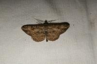 Peribatodes rhomboidaria rhomboidaria