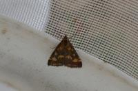Pyrausta purpuralis