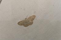 Scopula marginepunctata