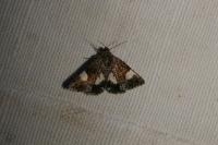 Tyta luctuosa