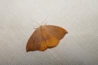 Watsonalla binaria