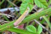 Oncocera semirubella