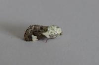 Acontia lucida