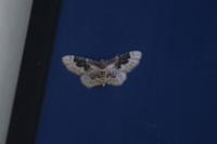 Idaea rusticata