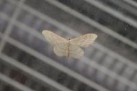 Idaea aversata