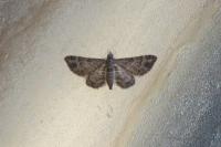Gymnoscelis rufifasciata