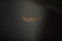 Eupithecia simpliciata